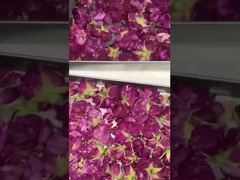 Séchage par congélation à domicile: facile à utiliser, économe en énergie et adapté à votre cuisine